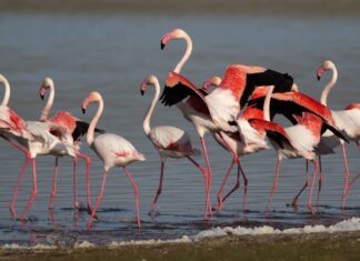 A Strange Carriage and a Police Stop