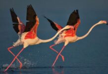 A Royal Sunday in Belgrade