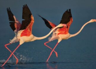 A Royal Sunday in Belgrade