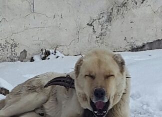 Small Nations and Their Right to Freedom