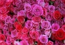 King Amasis and the Persian Threat