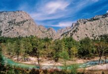 The Desertion of Phanes